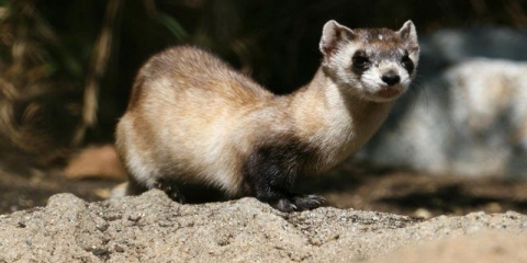 Divlje i ukrasne tvorove: fotografije i opisi postojećih pasmina